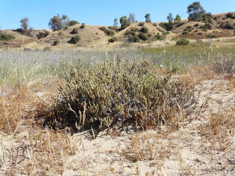 Crucianella maritima